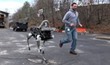 רובוט הכלב המכני