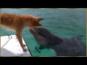 דולפין מציל כלב