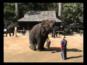 מופע פילים תאילנדי