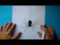 איך מציירים עכביש