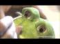 איך ליצור צפרדע מעיסת ניייר