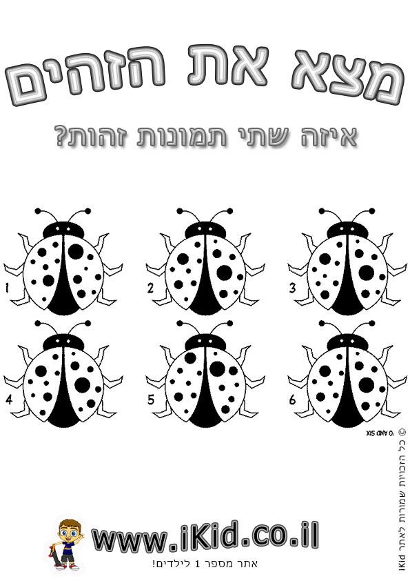 חיפושיות זהות