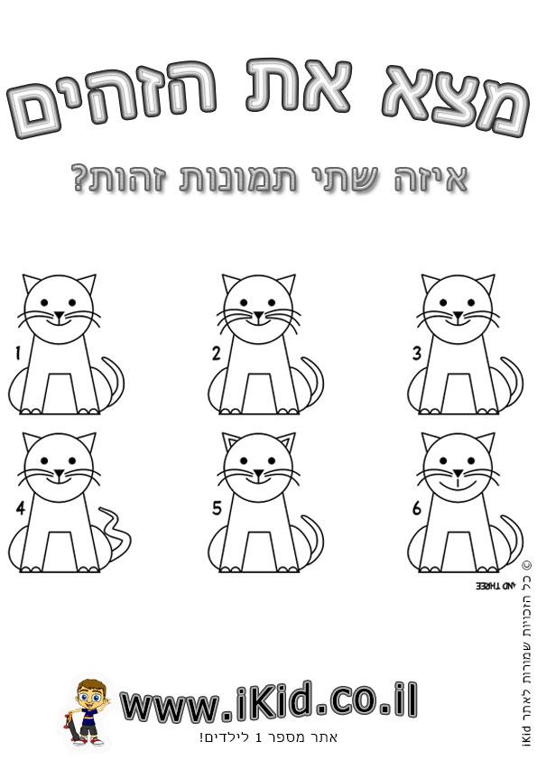 חתולים זהים