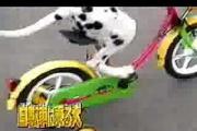 כלב רוכב על אופניים