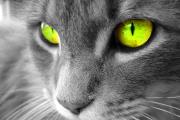 חתול עם עיניים זוהרות
