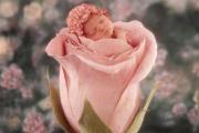 תינוקת ישנה בתוך ורד