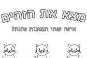 חתולים זהים