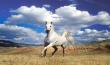 סוס לבן במדבר