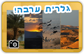גלריית ערבה לילדים